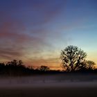 Pfalz - Nebelige Abendstimmung in den Auen