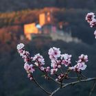 Pfalz - rosa Ostergruß zum Sonnenuntergang