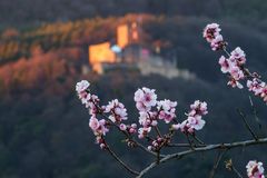 Pfalz - rosa Ostergruß zum Sonnenuntergang