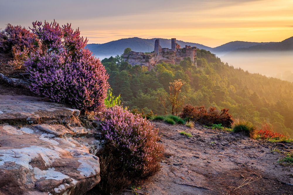 Pfalz - was ein wunderschöner Morgen