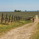 Pfalz, Wein und Radeln