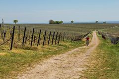 Pfalz, Wein und Radeln