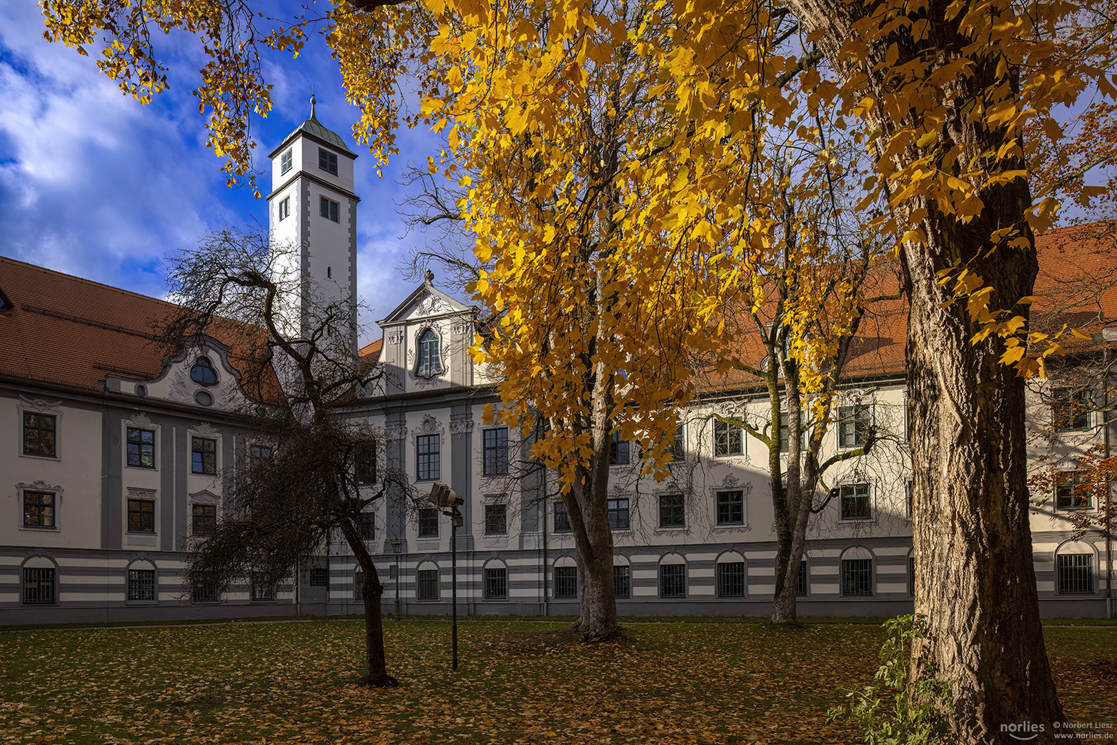 Pfalzturm und Tulpenbaum