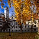 Pfalzturm und Tulpenbaum