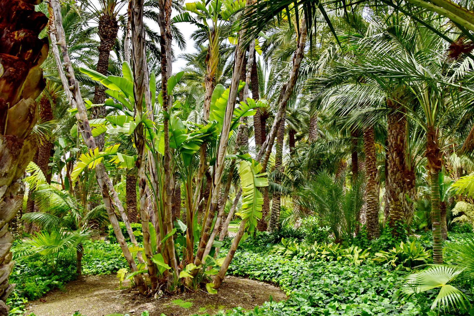 Pfarrers Garten in Elche