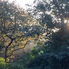 Pfarrgarten im Herbst