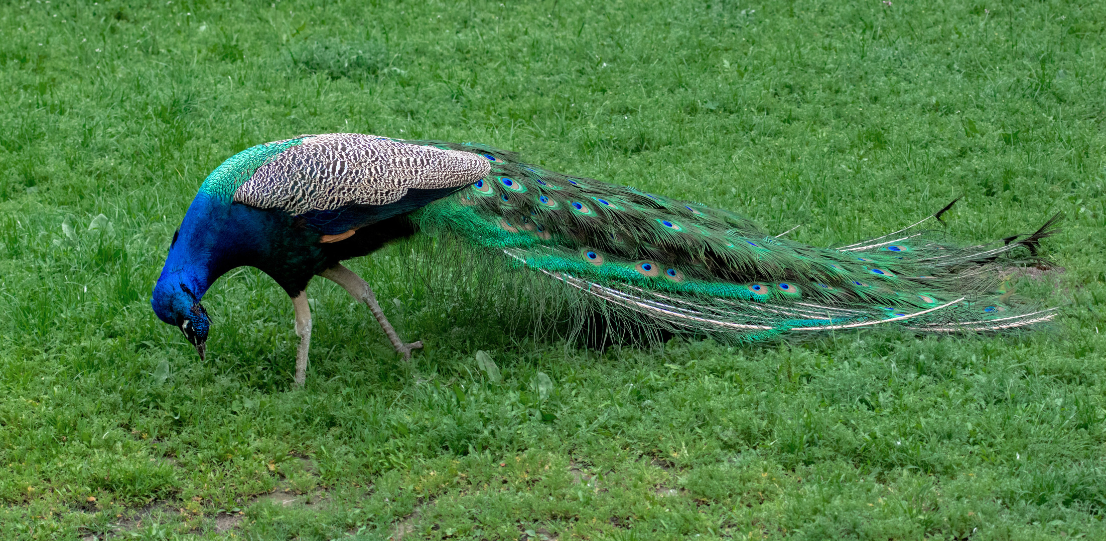 Pfau 001