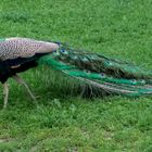 Pfau 001