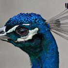 Pfau 001