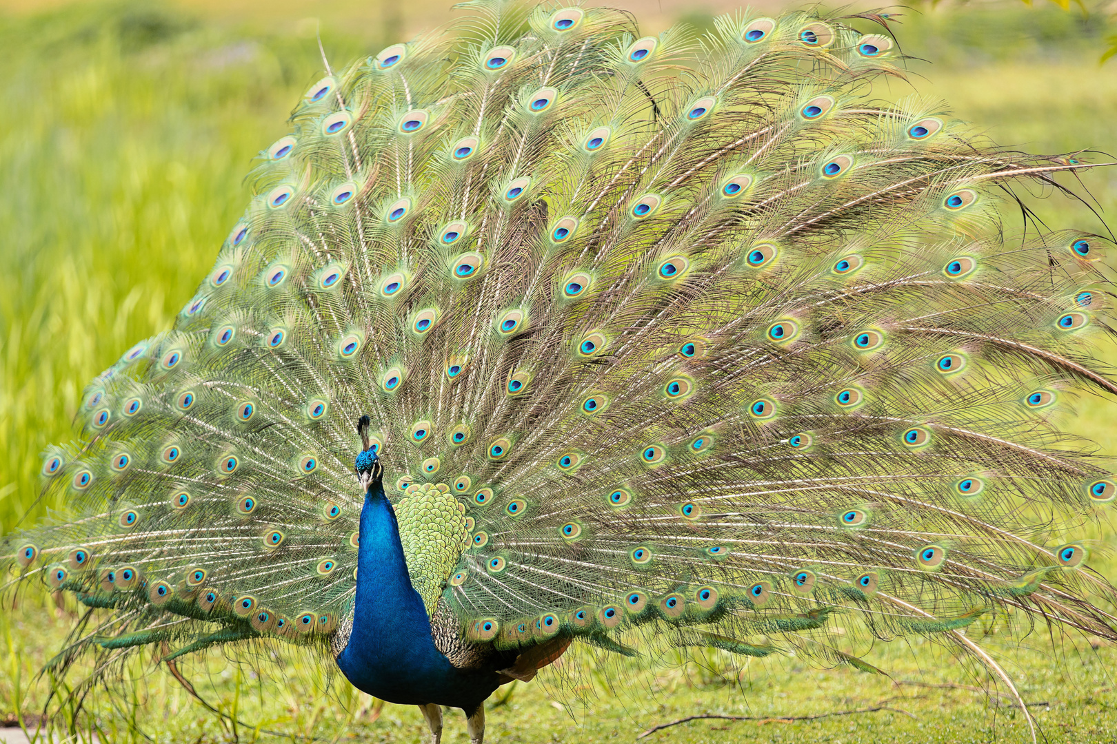 Pfau