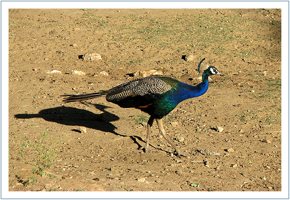 Pfau