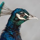 Pfau