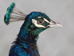 Pfau