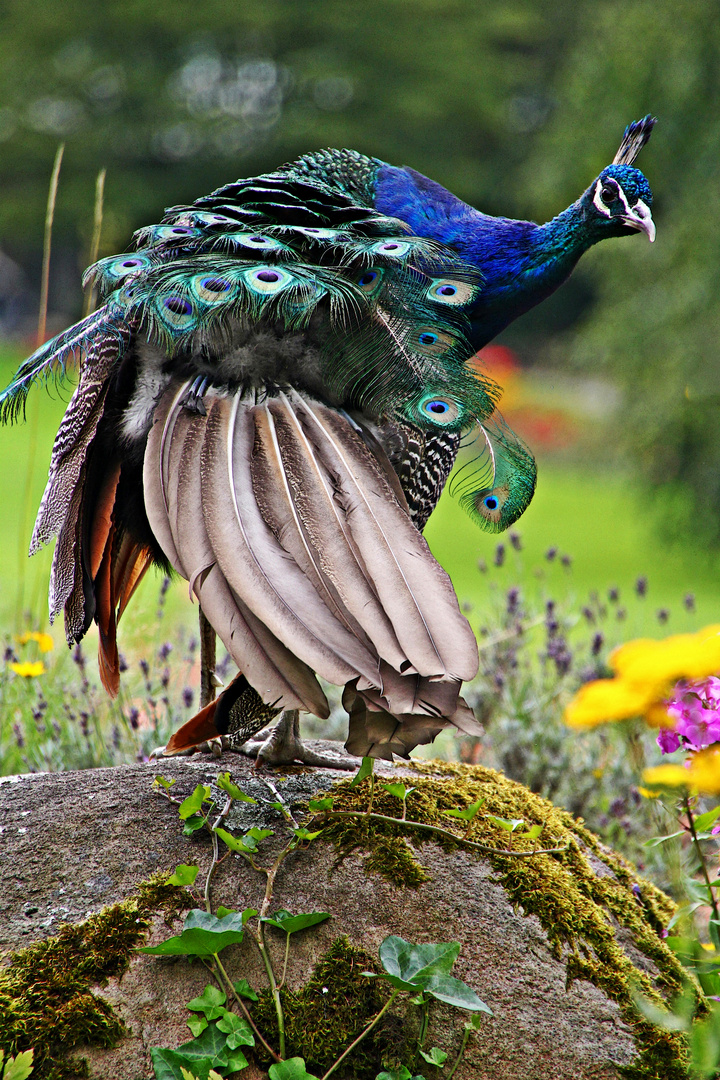 Pfau