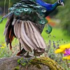 Pfau