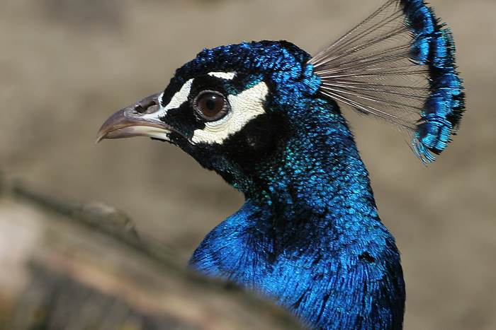 Pfau 01