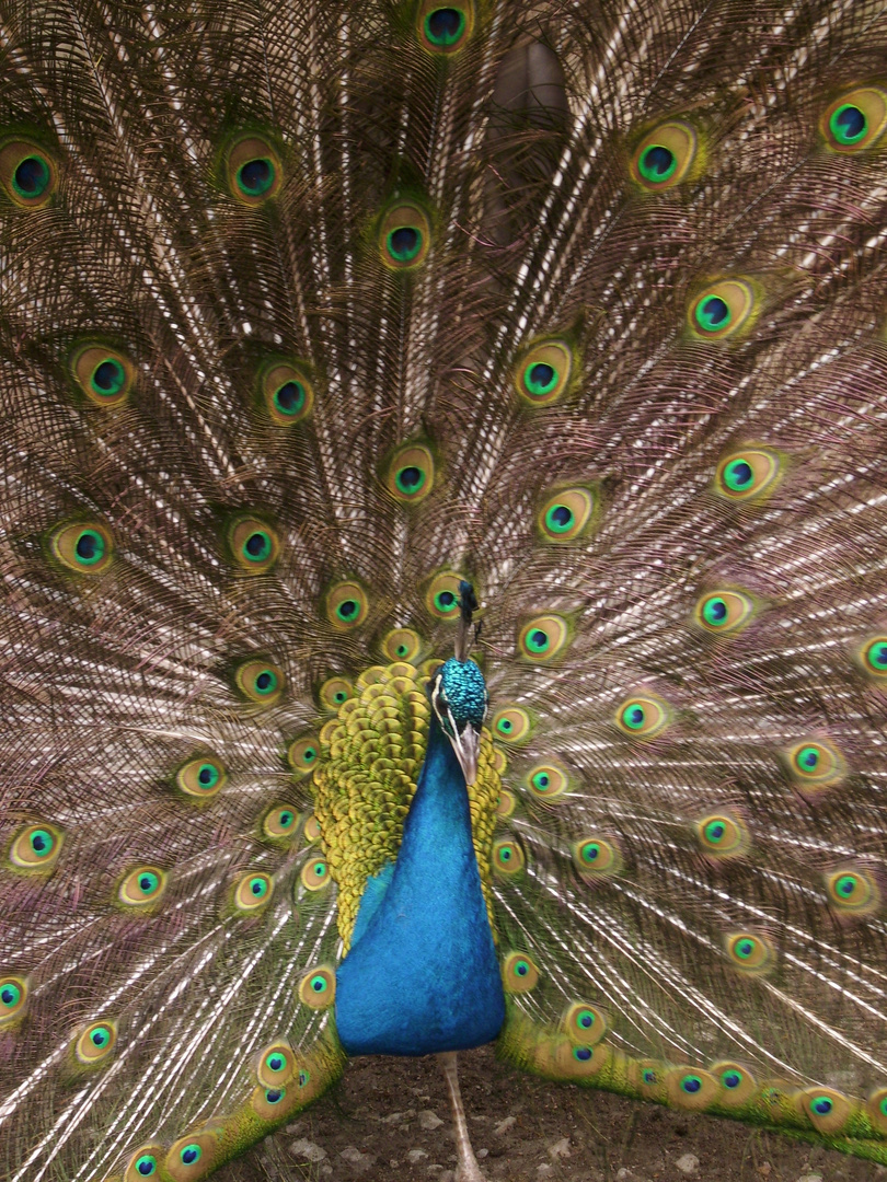 Pfau