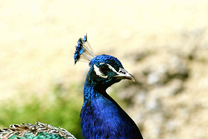 Pfau