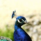 Pfau