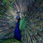 Pfau