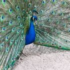 Pfau - 03062004