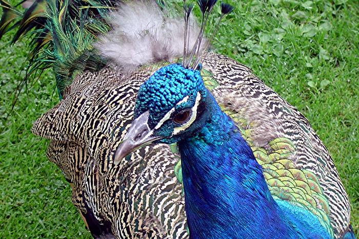 Pfau