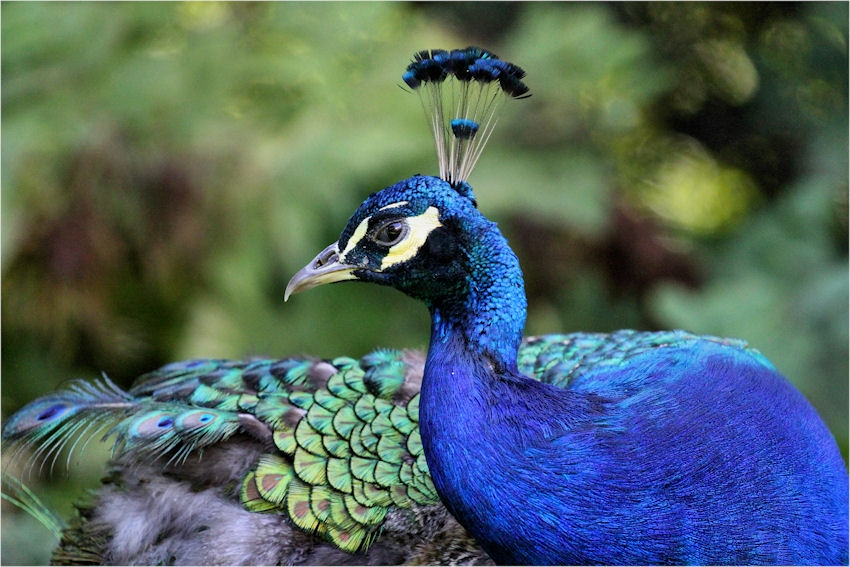 Pfau