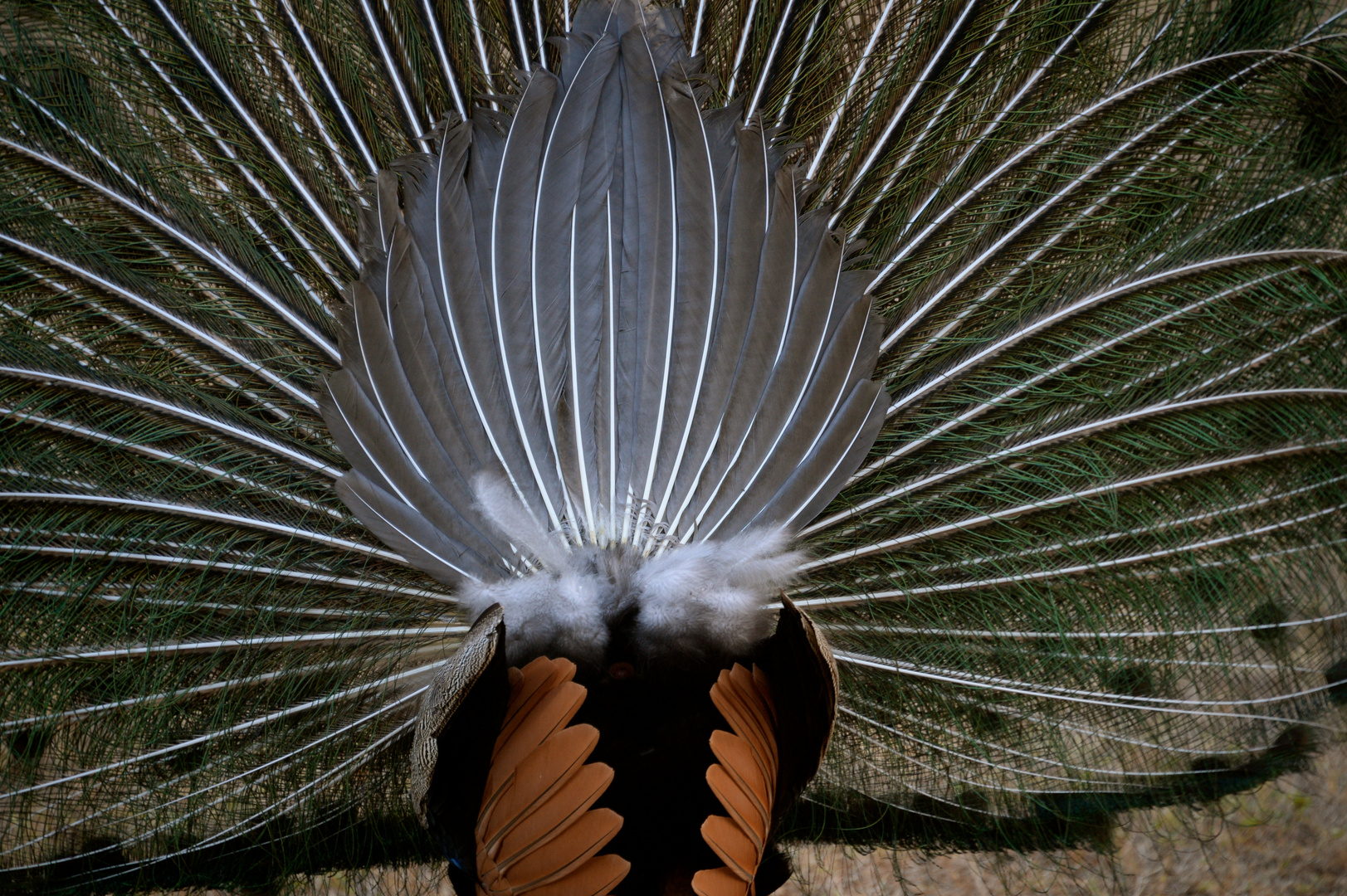 Pfau