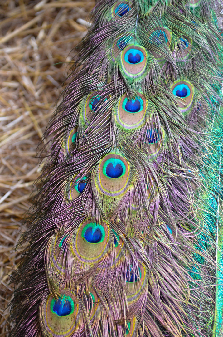 Pfau