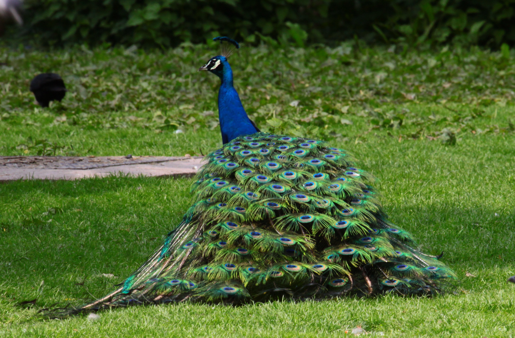 Pfau 08