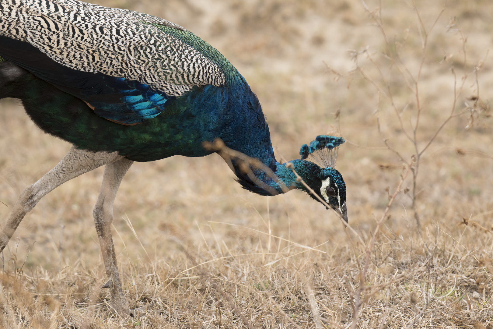 Pfau