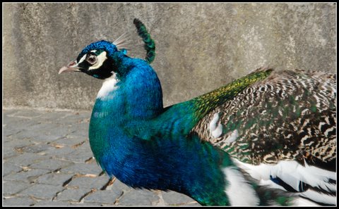 Pfau