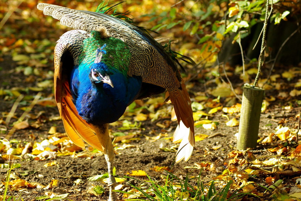 Pfau