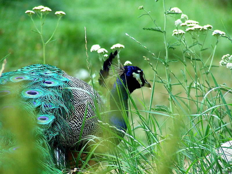 Pfau