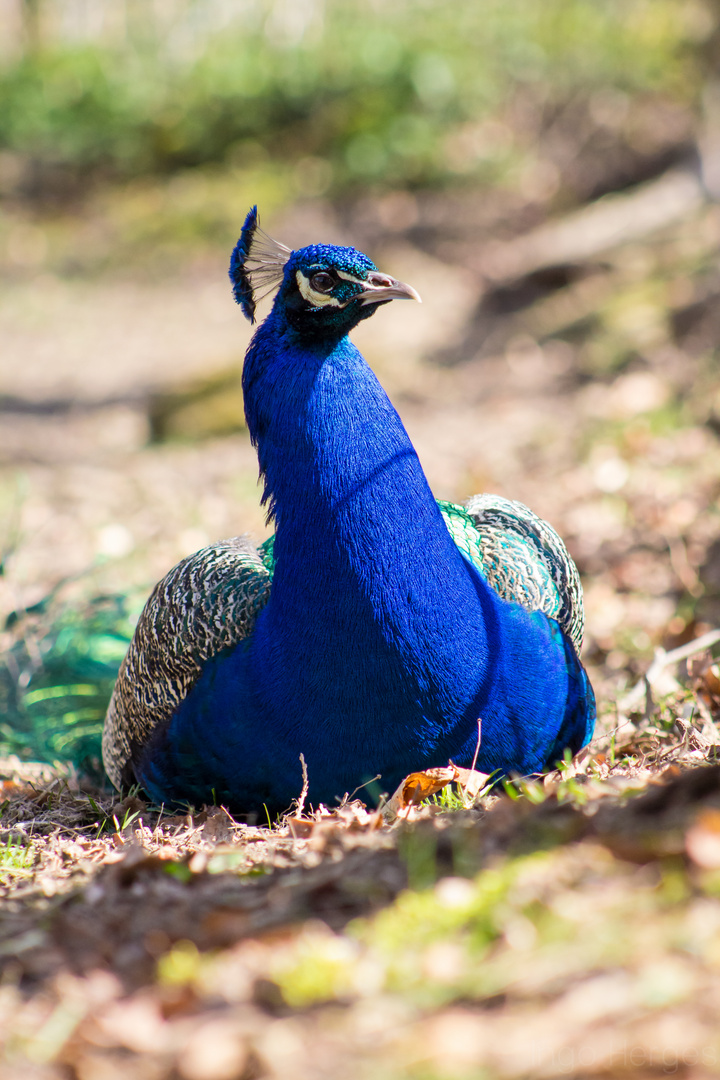 Pfau