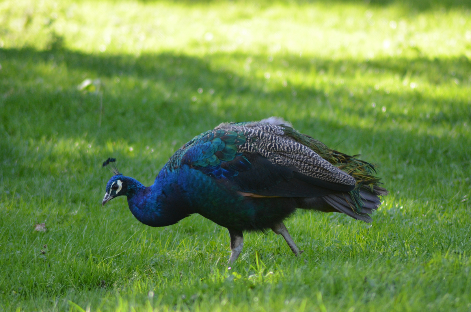 Pfau