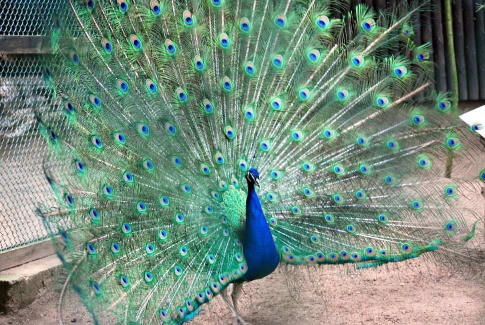 Pfau