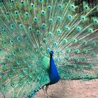 Pfau