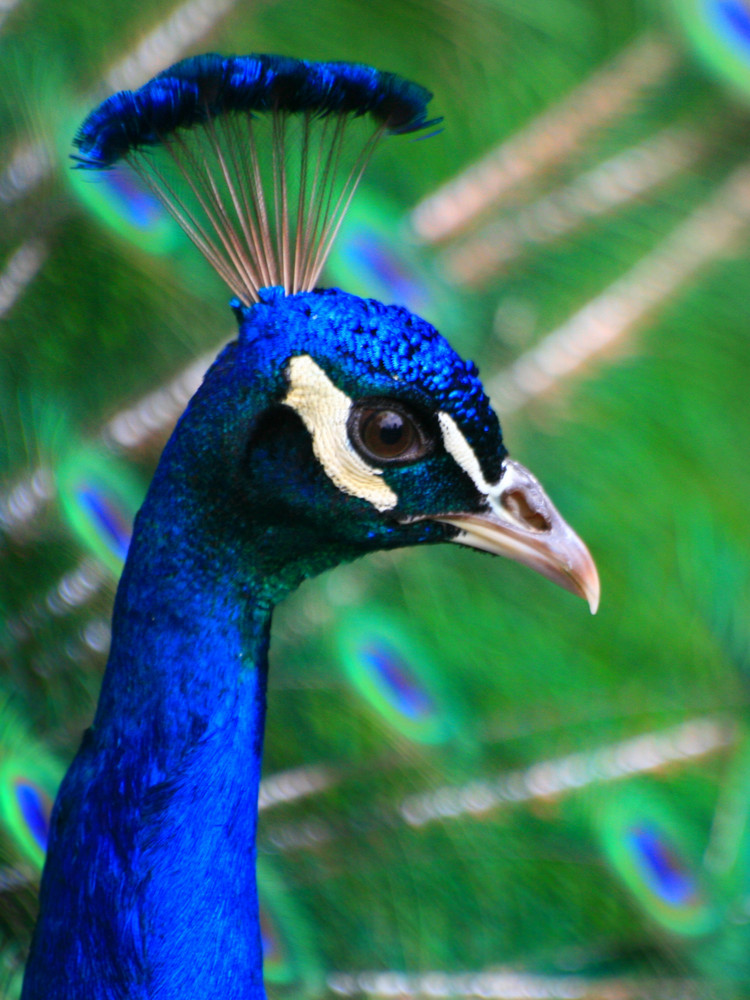 Pfau von Tim Holtkamp 