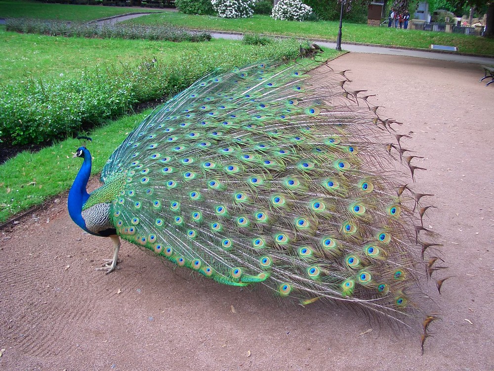 Pfau