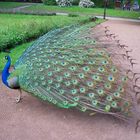 Pfau