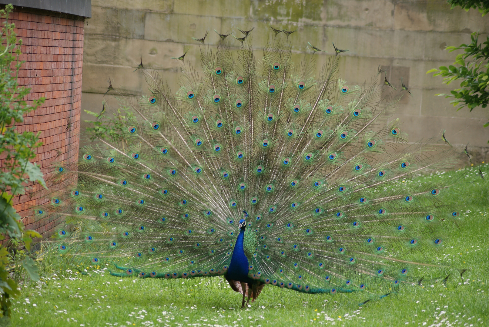 Pfau