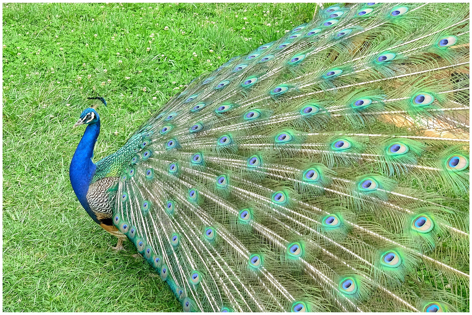 Pfau