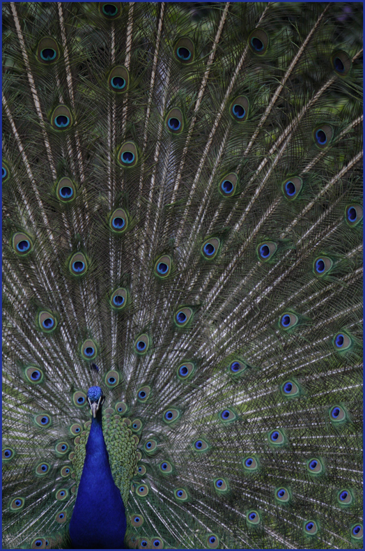 Pfau 1