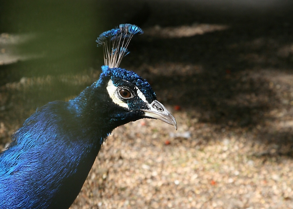 Pfau 1