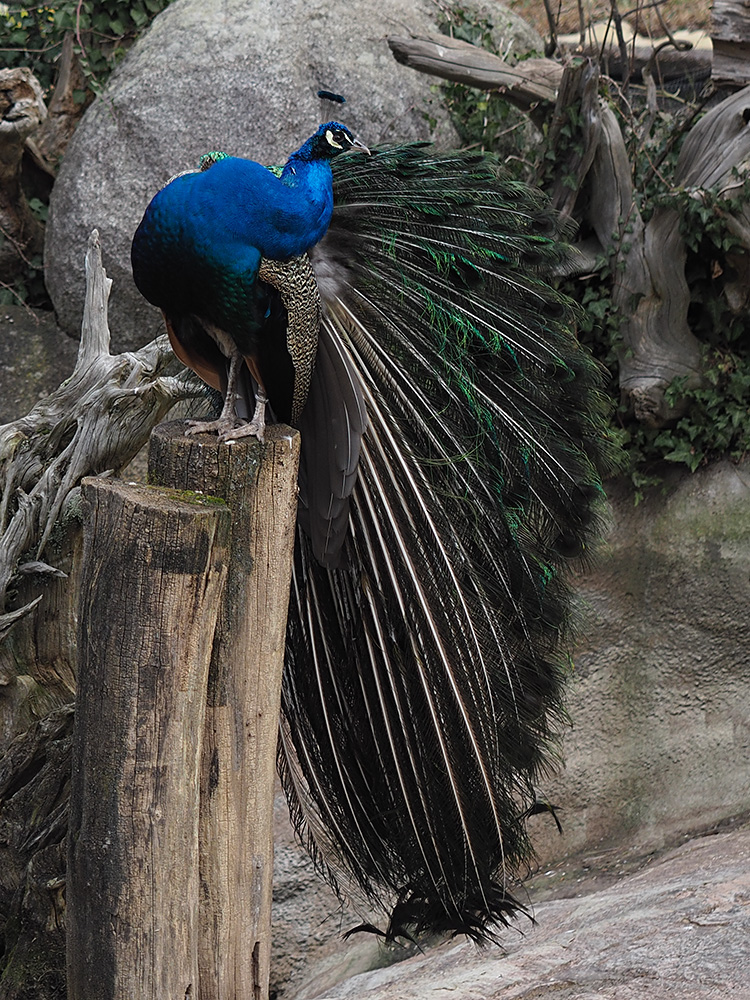 Pfau