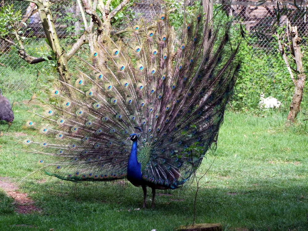 Pfau