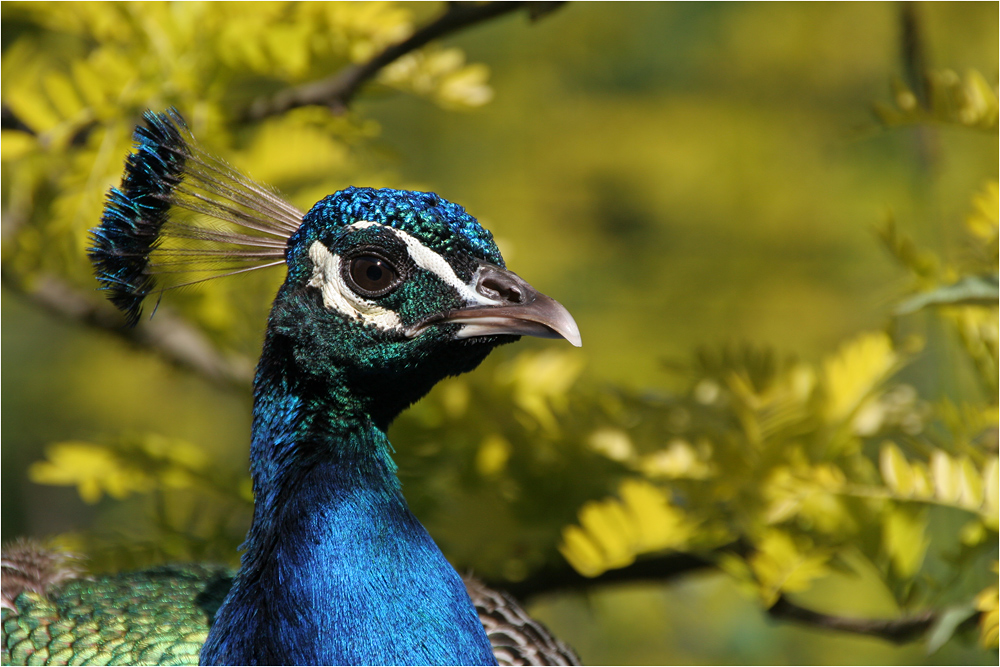 Pfau