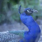 Pfau