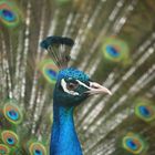 Pfau